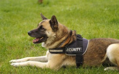 9 Jenis Anjing Penjaga Terbaik yang Sering Menjadi K9 Security