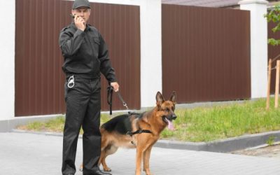 Penyedia Anjing Security K9 untuk Patroli Keamanan